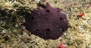 Исследователи обнаружили предполагаемые следы самого древнего животного