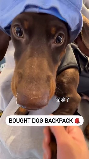 47 reactions | Adventure-ready pup? This comfy & stylish dog backpack is perfect for walks, rides, and cuddles on the go! Free shipping worldwide! Link in bio at @dachshundparty ✈️ | Dachshund Party | Facebook