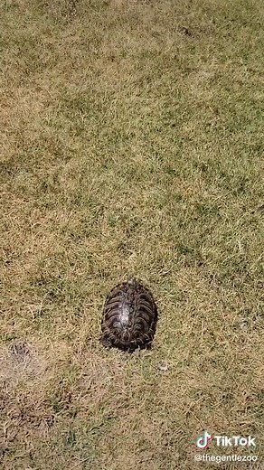 Fast Running Turtle: Can Turtles Really Run?