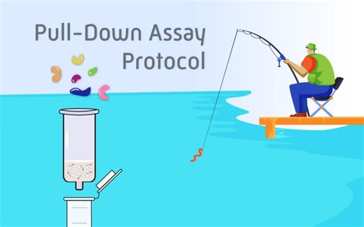 【中文字幕】Pull-Down Assay全流程讲解--超级新手向
