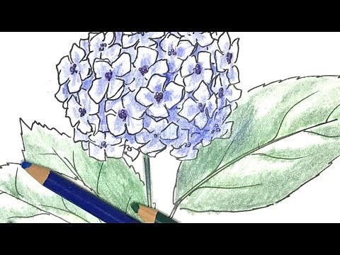 【アジサイ】の描き方！色鉛筆とペンのイラスト【 hydrangea】
