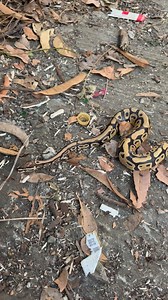 5.1K views · 60 reactions | Ball python जिसे आज करोड़ो लोग पालना पसंद करते हैं  | Sarpmitra Neeraj Prajapati | Facebook