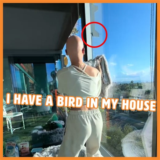 I Don't Know What I'd Do If This Happened To Me! 😲 #hummingbird #Stuck | Pawsome Pets