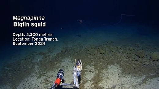 Bigfin Squid: Magnapinna, Spotted In Tonga Trench