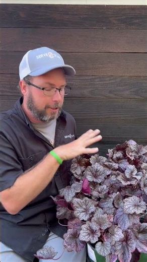 Grape Expectations Coral Bells – Bold Purple Foliage for Shade | ServeScape