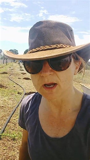 The Q&A question was: what do we plant for windbreak species? We usually start with really fast-growing plants to get protection established quickly. Later on, you can introduce slower-growing species, or plant everything at once if you prefer. Here, we’re using fast growers, Acacia fimbriata and Blue gums, spaced fairly densely. We’re planting into a 50/50 mix of compost and the site’s original topsoil, with irrigation in place to help them establish. Rain’s in the forecast, so fingers crossed 