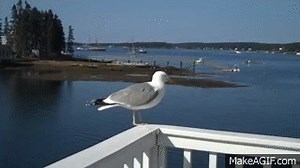 Seagull poop on Make a GIF