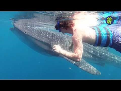 Nado con el Tiburon Ballena