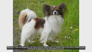 Common Health Issues in Papillon Dogs: What You Need to Know