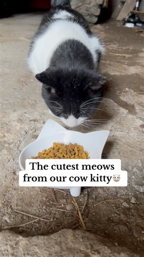 11K views · 624 reactions | Maci started meowing towards me as he began to trust me more I’ve found this to be a positive sign of communication with less social/semi-feral cats once they start becoming more comfortable with humans. #barncat #cowcat #catsofinstagram #catstagram #catmeow | Freedom Farmhouse | Facebook