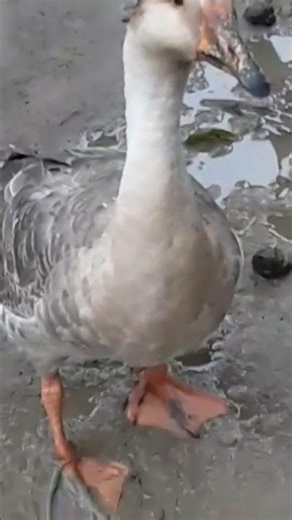 Female Swan - #shorts