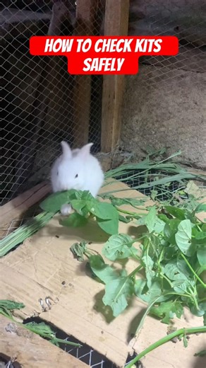 How to check kits safely #shorts #viralshorts #rabbit