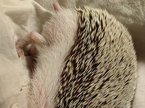 小刺猬在妈妈的裙子上睡觉20240818