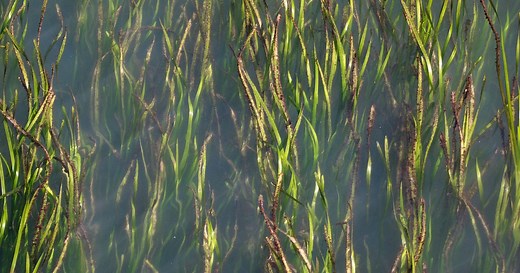 Restoring Eelgrass in Richardson Bay