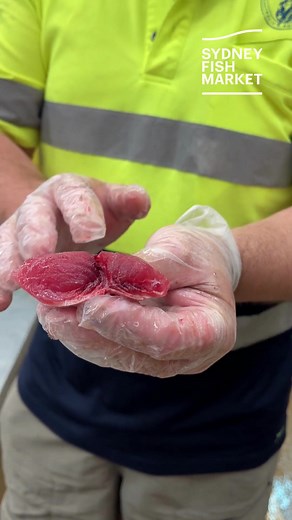 Understanding Tuna Grading and Handling in Australia vs. Japan