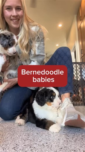 Get ready for a serious dose of cuteness! Our adorable Bernedoodle puppies are stealing hearts with their fluffy cuddles and playful antics! Ready to welcome one of these sweet friends into your home? DM us for details! #BernedoodleLove #PuppyCuteness #FureverHome #bernedoodlepuppy #bernedoodle #bernedoodlebreeder | Castle Rock Bernedoodles