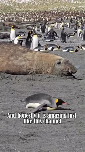 The Cold Truth – Life Inside a Frozen World 🧊🌍