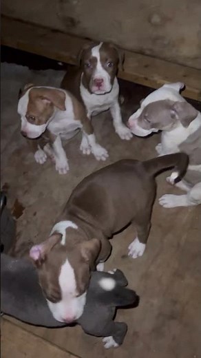 Check out these adorable pitbull puppies—loyal, playful, and ready for their forever homes!
