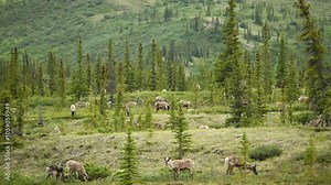 Time lapse video of Porcupine caribou (Rangifer tarandus arcticus) herd migrating through Ivvavik National Park; Yukon, Canada