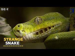 STRANGE SNAKE IN WORLD 🌎 | DISCOVERY CHANNEL IN HINDI | WILDLIFE DOCUMENTARY | WILDLIFE | हिंदी में