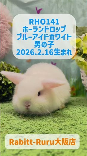 【大阪店】うさぎのベビーちゃんデビュー🐰✨