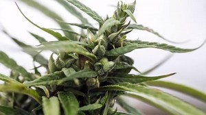 From beer to bedding, hemp products are easily found at some stores that may surprise you