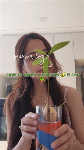 Chaya on Instagram: "So this is how my avocado parenting journey began 🥑 First, I carefully scooped out the seed like I was handling something extremely precious. Then I dropped it into water because hydration is important, even for seeds. After that, I peeled off its brown layer for a little self care moment and wrapped it in a wet tissue paper basically turning it into a tiny seed burrito. I sealed it inside a zip-lock bag and placed it in a warm spot like a kitchen cabinet, where it could pe