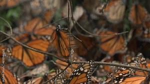A Monarch butterfly shivering, or flapping its wings while sitting on a tree in the Monarch Butterfly Biosphere Reserve in Mexico