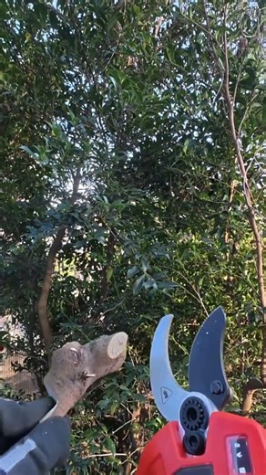 【B06640】🌳 太めの枝も、電動でラクラク。手作業では疲れやすい剪定も、電動剪定ばさみなら軽い力で効率よく進められます。#kebtek #ガーデニング #剪定工具
