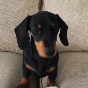 Hiccups | ViralShack Animals