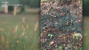 Bald eagle rescued in Greene Co. euthanized after CT scan shows spinal damage