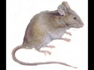 How to build a simple but effective ice cream pail mouse trap