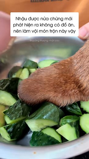 13M views · 56K reactions | Làm vội món trộn #chó #cún #dễthương #đángyêu #reelsvideo #reelsviral | Quàng Thượng Nhật Báo | Facebook