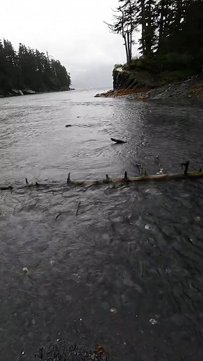 Fishing for pink salmon in a secret cove in Whittier, Alaska #whittier #lifeinalaska #salmonfishing #pinksalmon #alaska | Emily in Alaska