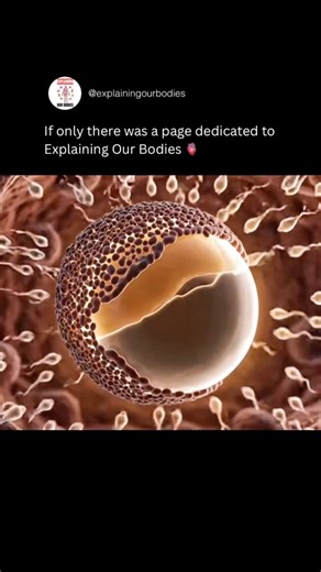 EXPLAINING OUR BODIES 🫀 on Instagram: "Conception begins when sperm enter the vagina and travel through the cervix into the uterus. Millions start the journey, but only a few reach the fallopian tubes, where an egg may be waiting. Ovulation releases one egg, usually once per month, creating a short fertile window for natural pregnancy chances. If a sperm penetrates the egg, their genetic material merges, forming a zygote with unique DNA. The zygote divides while traveling to the uterus, then im