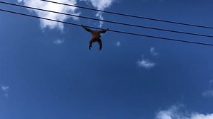 28K views · 348 reactions | The Discovery & Learning Team at Dublin Zoo have put together virtual school tours to explore and learn about the animals and their habitats. If you’re a primary school teacher and would like more information about the tours and the accompanying worksheets and teachers support packs head to our website - www.dublinzoo.ie/education | Dublin Zoo | Facebook