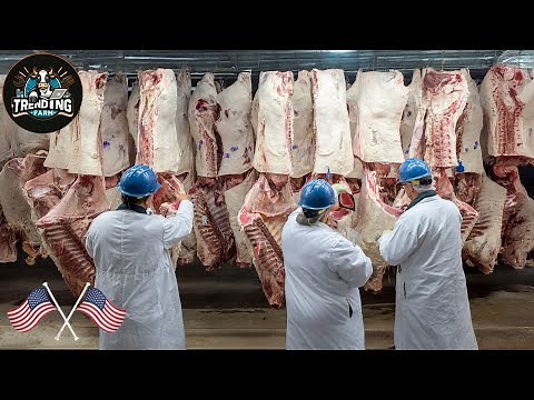 Incredible ! Modern Cow Processing : How Super Advanced Machines Are Changing the Meat Industry