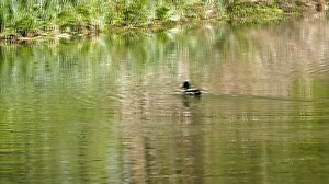 This video is the personification of 'Tra-la-lal-la-la'! 🎵🤩 📍 Woodland gardens, Bushy Park | The Royal Parks