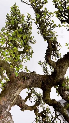 Getting lost in penjing for #plantwednesday This penjing piece was formed in China and is 45 years old. For the month of April, immerse yourself in the ancient art of penjing at Lan Su. From tours to workshops to exhibits, it is a perfect spring month to enjoy the landscape and see these rare forms on display in such a conducive environment. Link in profile for more info and admission tickets. | Lan Su Chinese Garden