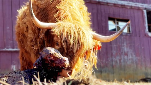 Watching a Calf Being Born: A Front-Row Seat to Life