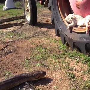 See anaconda, python search and welcome breakfast. #snake | Snake Farm