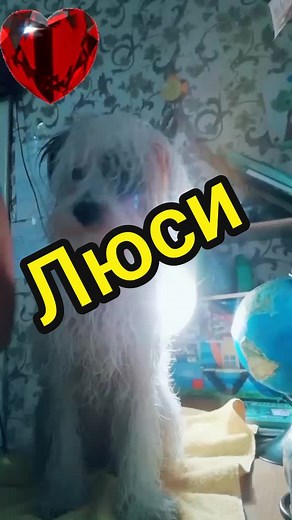 Боитесь фена?Всем хорошего настроения друзья 🙃❤️🐾#люси #рек #явключугрусный #явключугрустныйтрек💔 #попумытьнадокаждыйдень☝😸 #попумытьтиктак