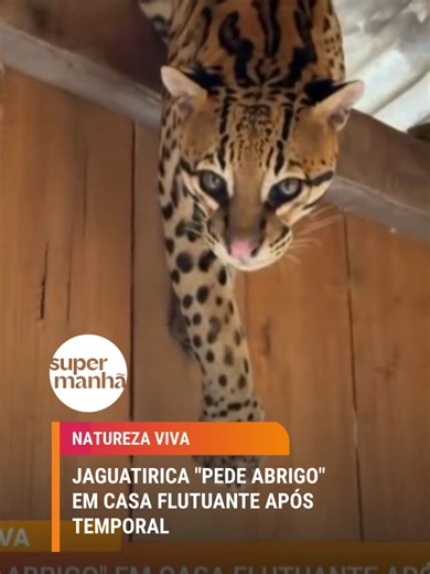 A Aparição Surpreendente da Jaguatirica em Carauari