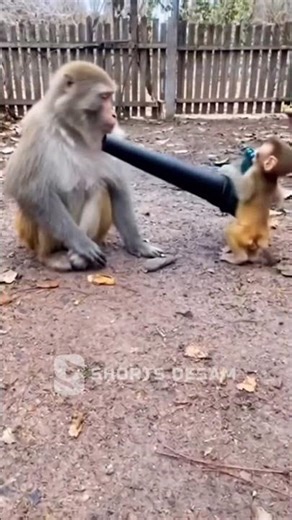 Monkey Prank: Epic Shock Comedy!​