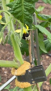 6.3K views · 88 reactions | A short tour of the Tomato House at...