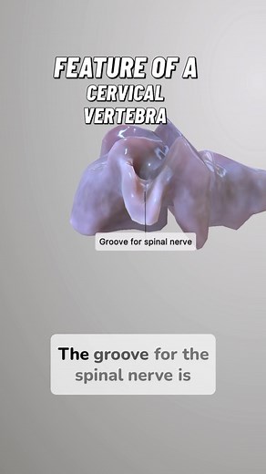 19K views · 123 reactions | The Groove for the spinal nerve, is another prominent feature. This deep groove, located on the upper surface of each transverse process, is designed to accommodate the anterior division of the corresponding spinal nerve. #osteopathy #anatomy #cervicalvertebrae | Bradley Blair Osteopath | Facebook