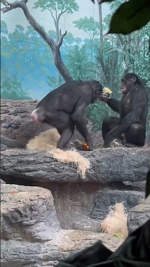 Bonobos - Cincinnati Zoo #bonobos #bonobo #cincinnatizoo #apes #monkey #shorts #shortsfeed