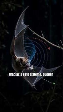 🦇 ¿Cómo hacen los murciélagos para orientarse en la oscuridad?