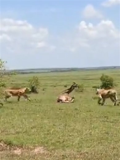 Lion and Giraffe Encounter: An Interesting Story