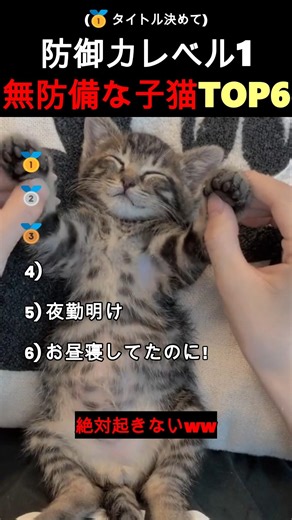 無防備な子猫が可愛すぎる#海外 #動物 #funnyanimals